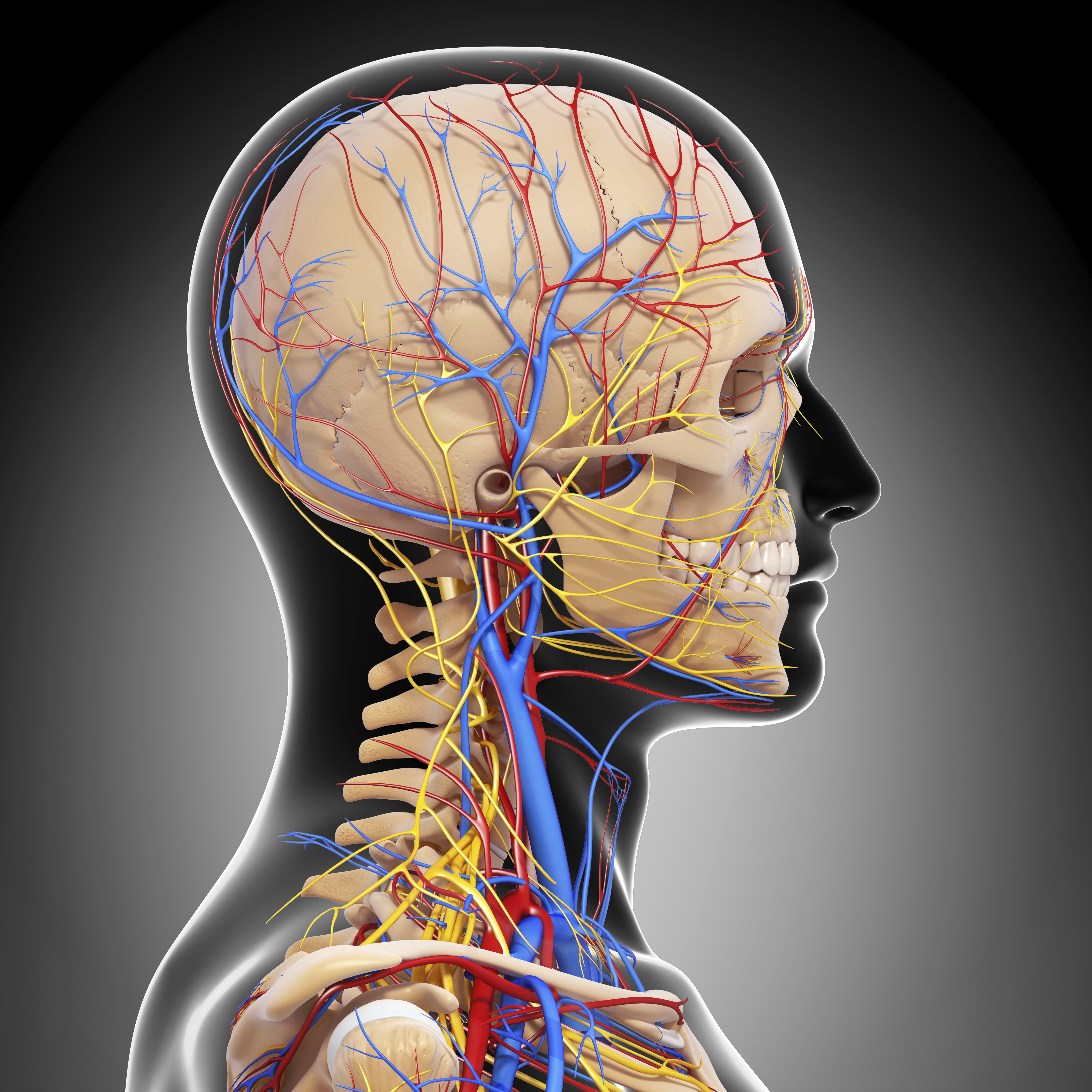 Нервная система головы